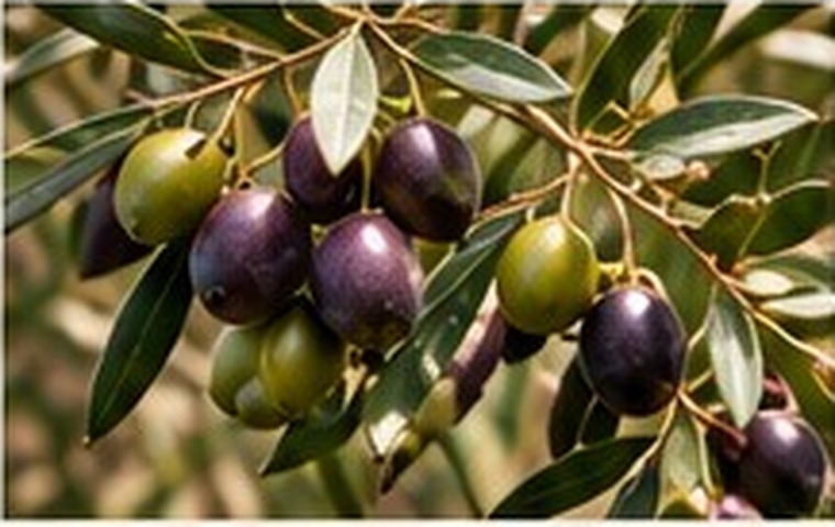 Oliviers portugais