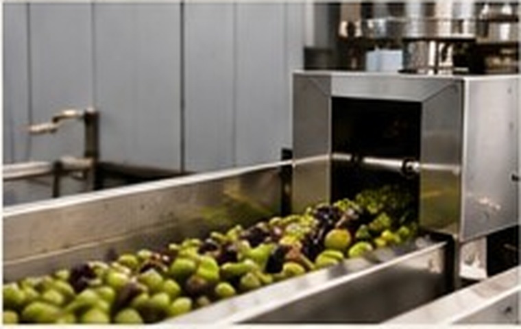 Production d'huile d'olive